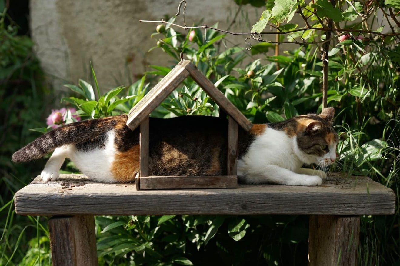 Cat stuck in a playhouse, creating problems for itself