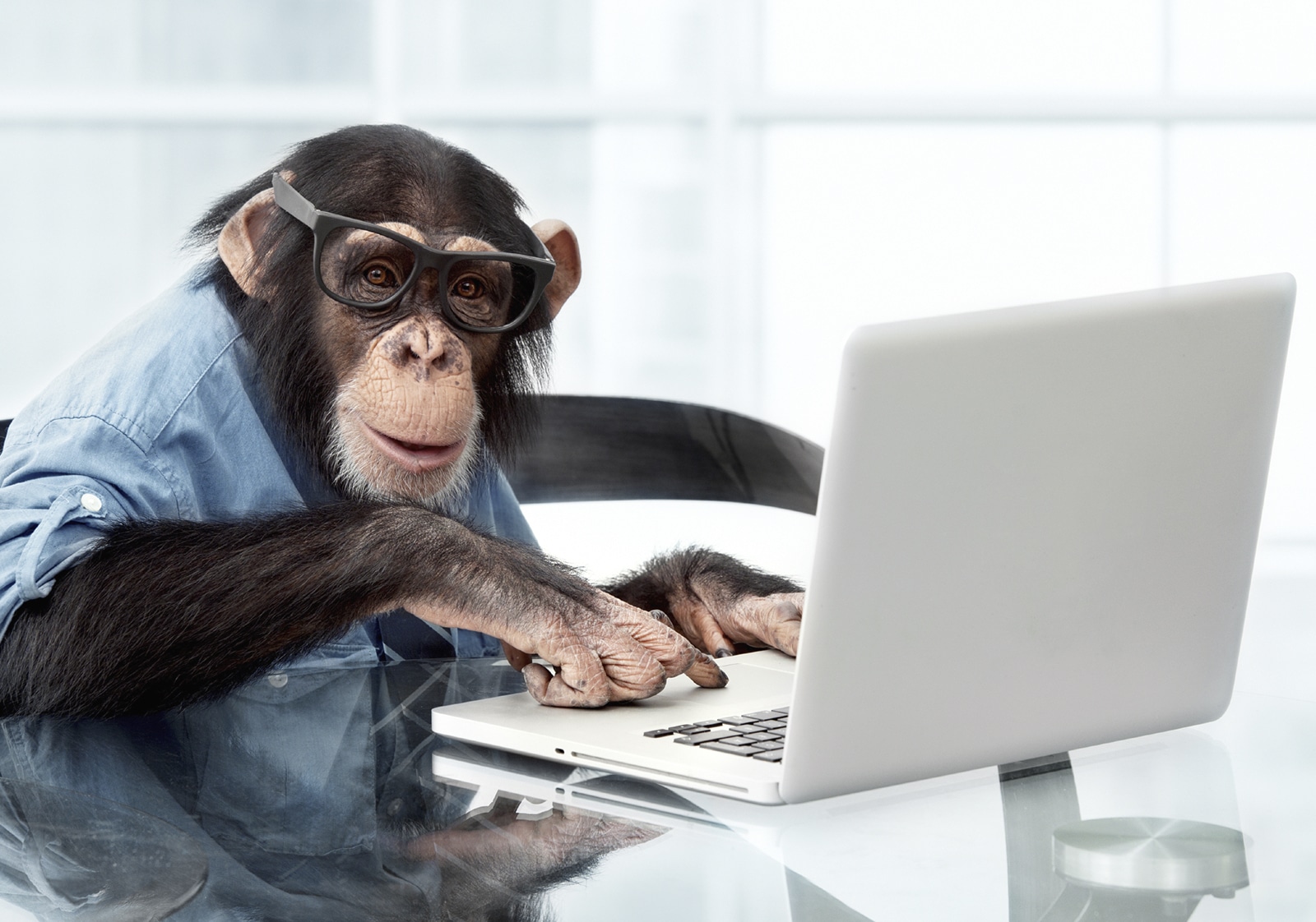 Photo of a Monkey using a laptop, being a copycat of its human owner.