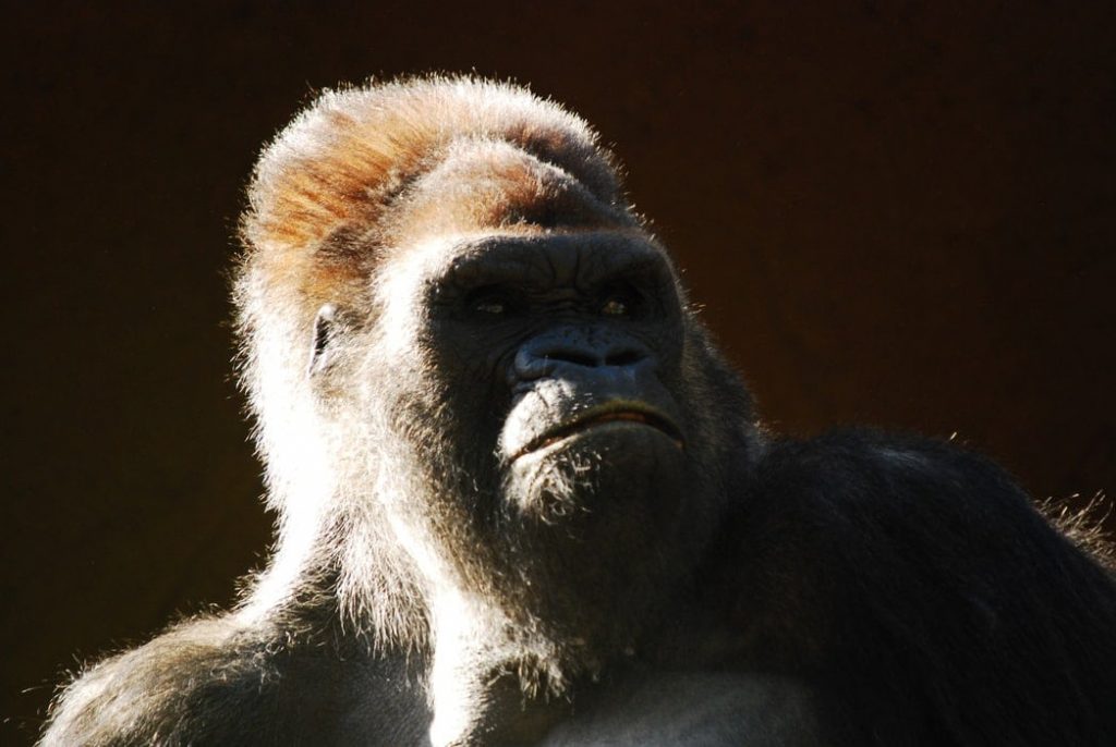Image of gorilla looking up