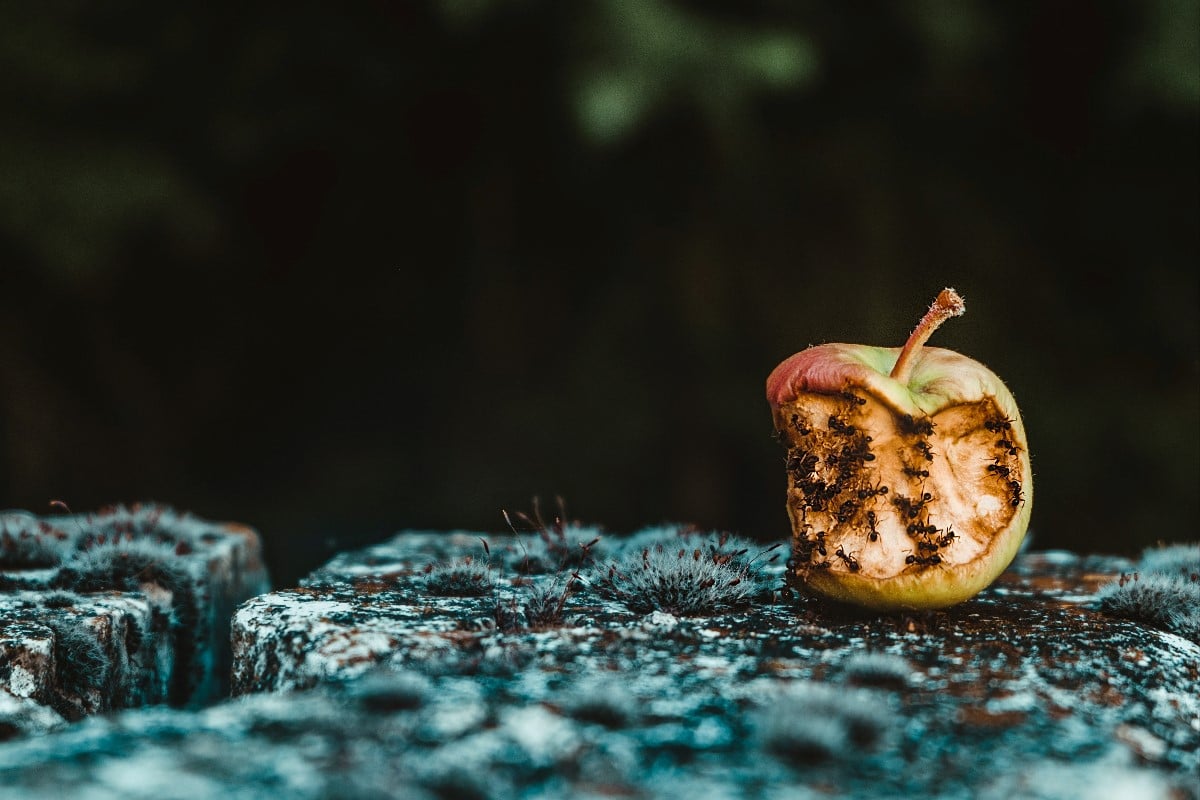 Photo of ants eating half rotten apple on wall