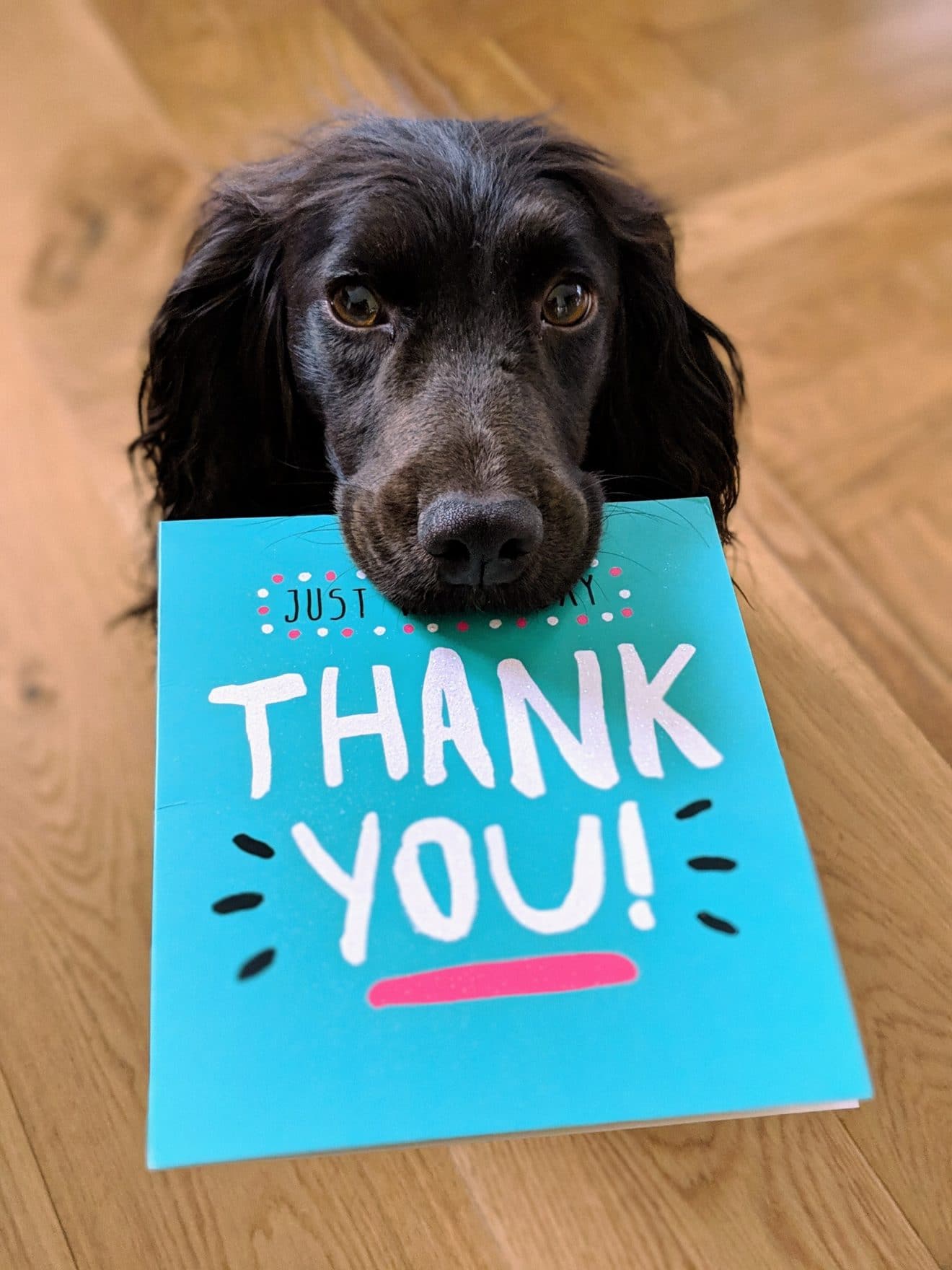 Dog holding a thank you card in its mouth as a sign of gratitude of a good leader