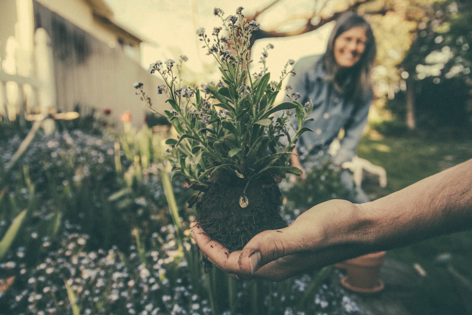 Couple planting trees