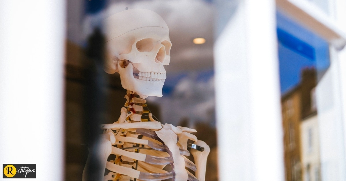 Photo of a bonehead looking out of a shopfront window.